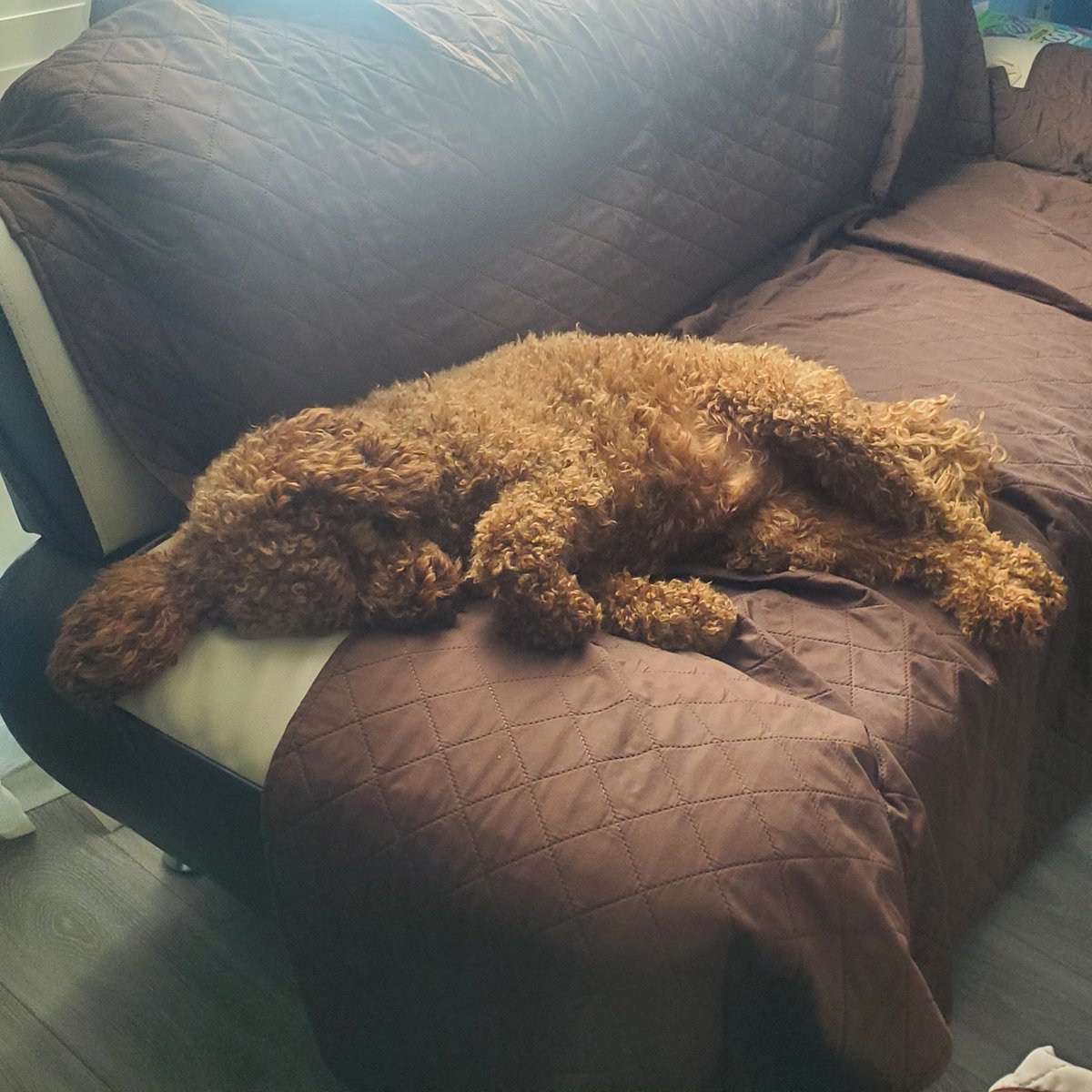 worlds okayest dog (83/100) tweet media