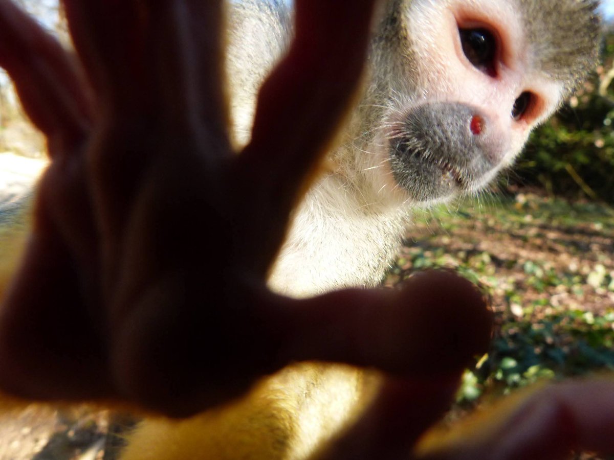 lijuana🐒 tweet media