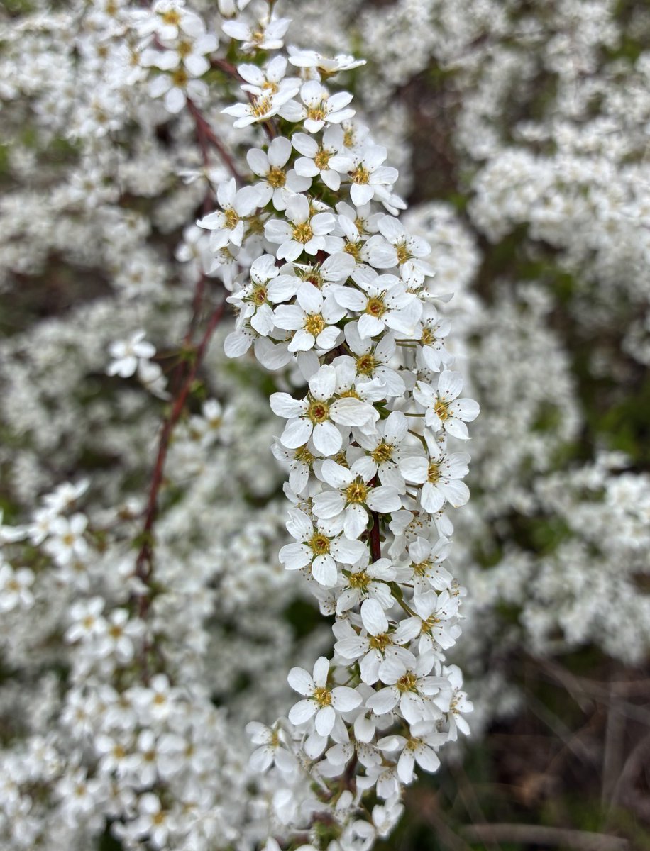 ぶぅちゃん16 tweet media