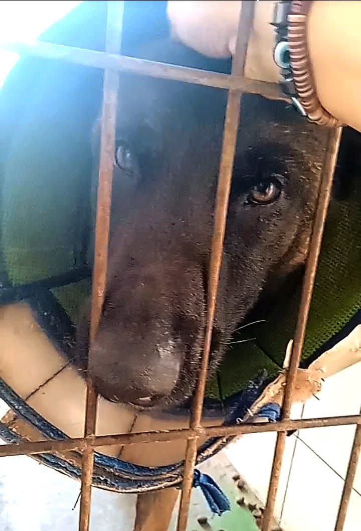 silvia mensegar tweet media