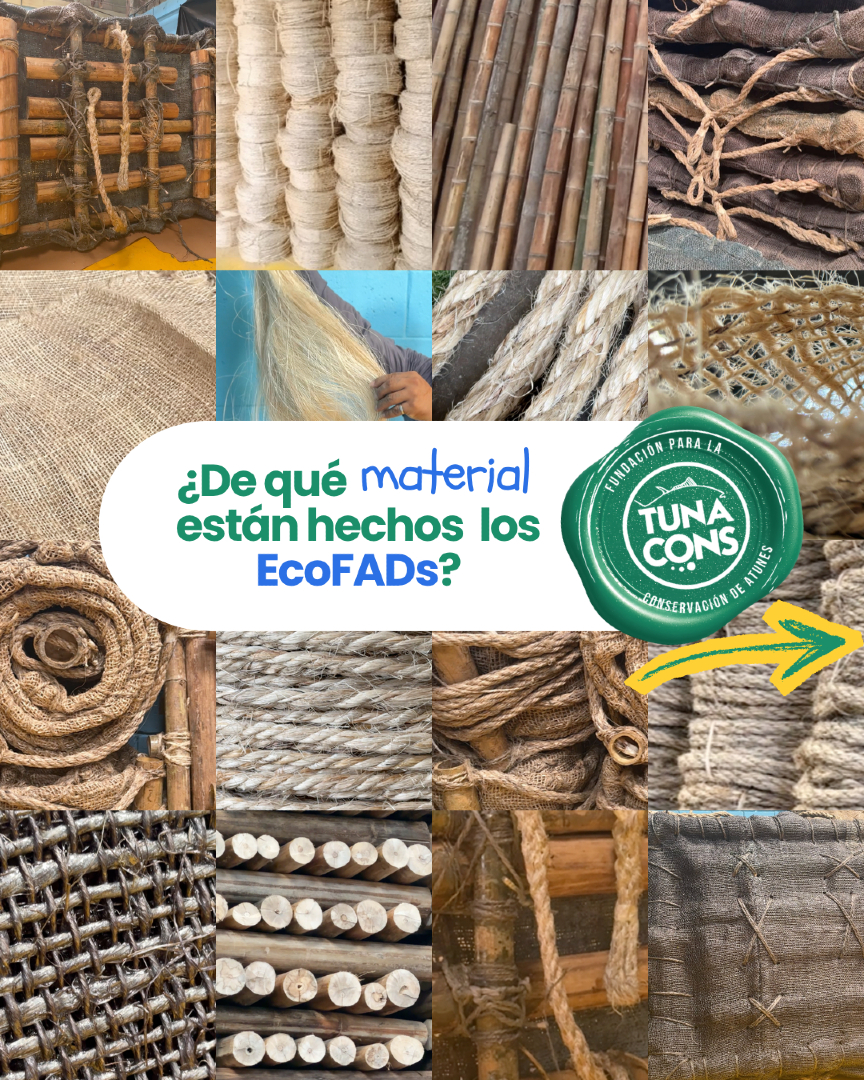 TUNACONSorg's tweet photo. ¿De qué están hechos nuestros #EcoFADs?
• 🌿 Fibras vegetales como abacá u otros materiales naturales
• 🪵 Estructuras de madera como balsa y bamboo
• ♻️ Componentes diseñados para degradarse de forma natural
• 🌎 Sin residuos plásticos a largo plazo
Cada material es seleccionado estratégicamente para cumplir una función técnica, pero también para integrarse de manera segura al ecosistema marino.