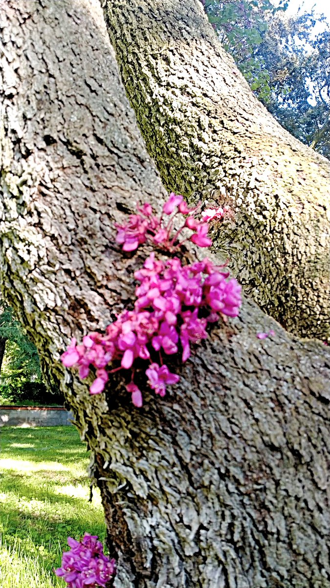 DaniElefantman's tweet image. Árbol del amor (Cercis)Simboliza el amor eterno y la espiritualidad. #flores #naturaleza #arbol #primavera #hacerfotos #amor