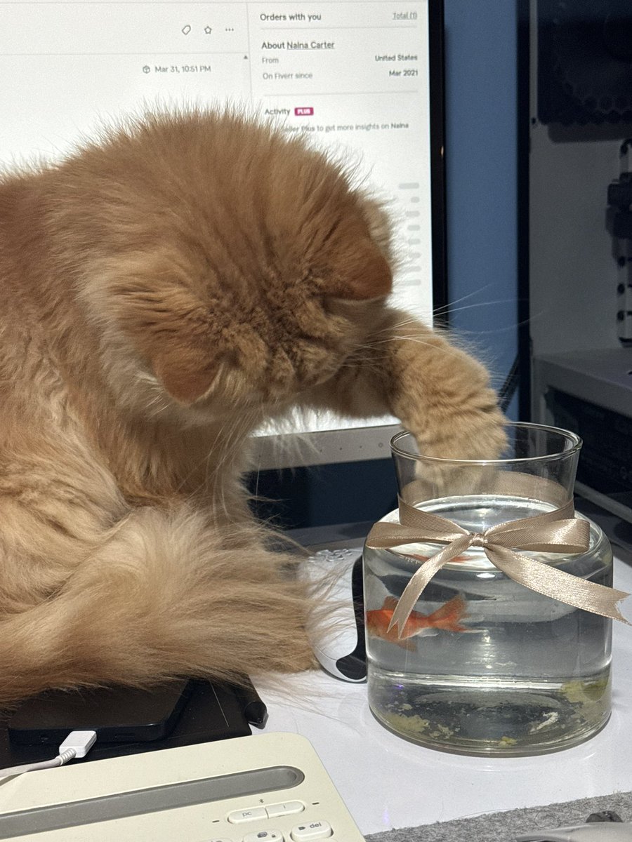 روباه دشت زنگاریشونم 🦊 tweet media