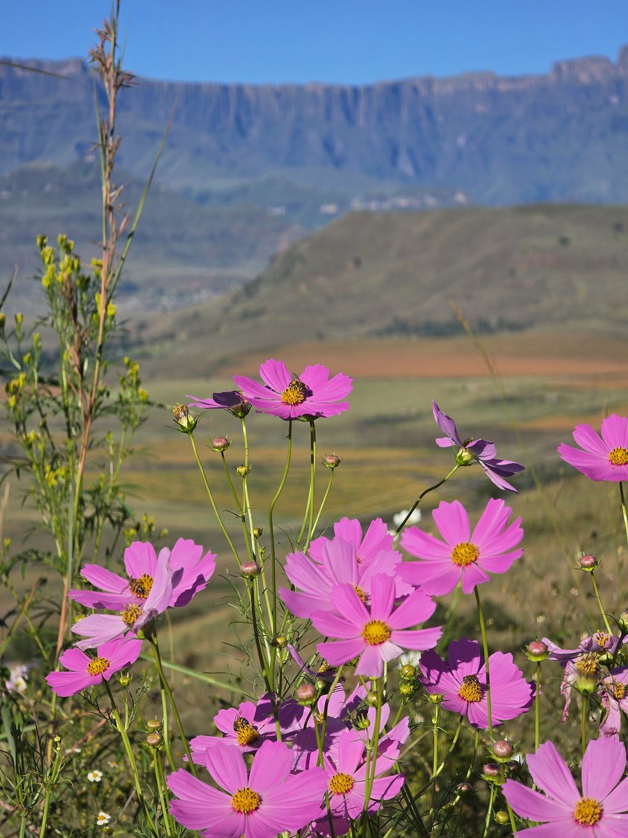 berghouse's tweet photo. Along the winding driveway of Berghouse and the cottages, the delicate cosmos flowers sway gently, their soft pinks and whites catching the light. They seem to guide your gaze outward, where the landscape opens up into sweeping views of rolling hills and towering mountains. The air feels crisp, the kind that carries both stillness and possibility, while the scenery stretches endlessly, layered in shades of green and blue