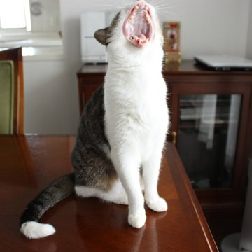 にゃぱねっと♂ tweet media