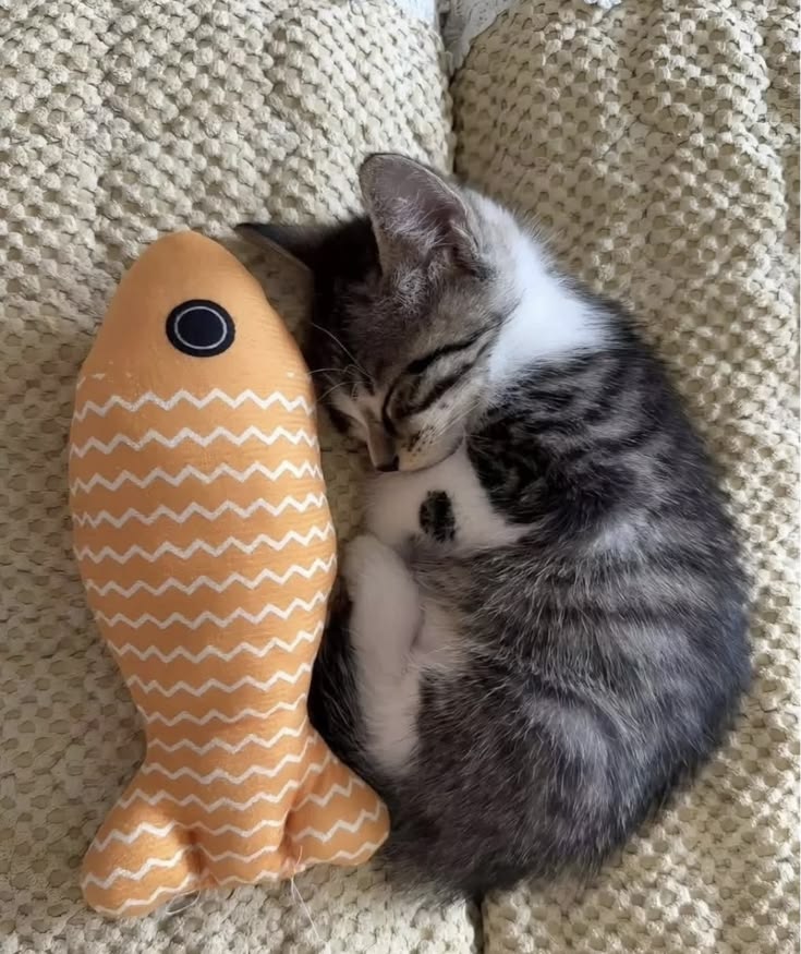 only cute things (@cutedreamvibes) on Twitter photo 