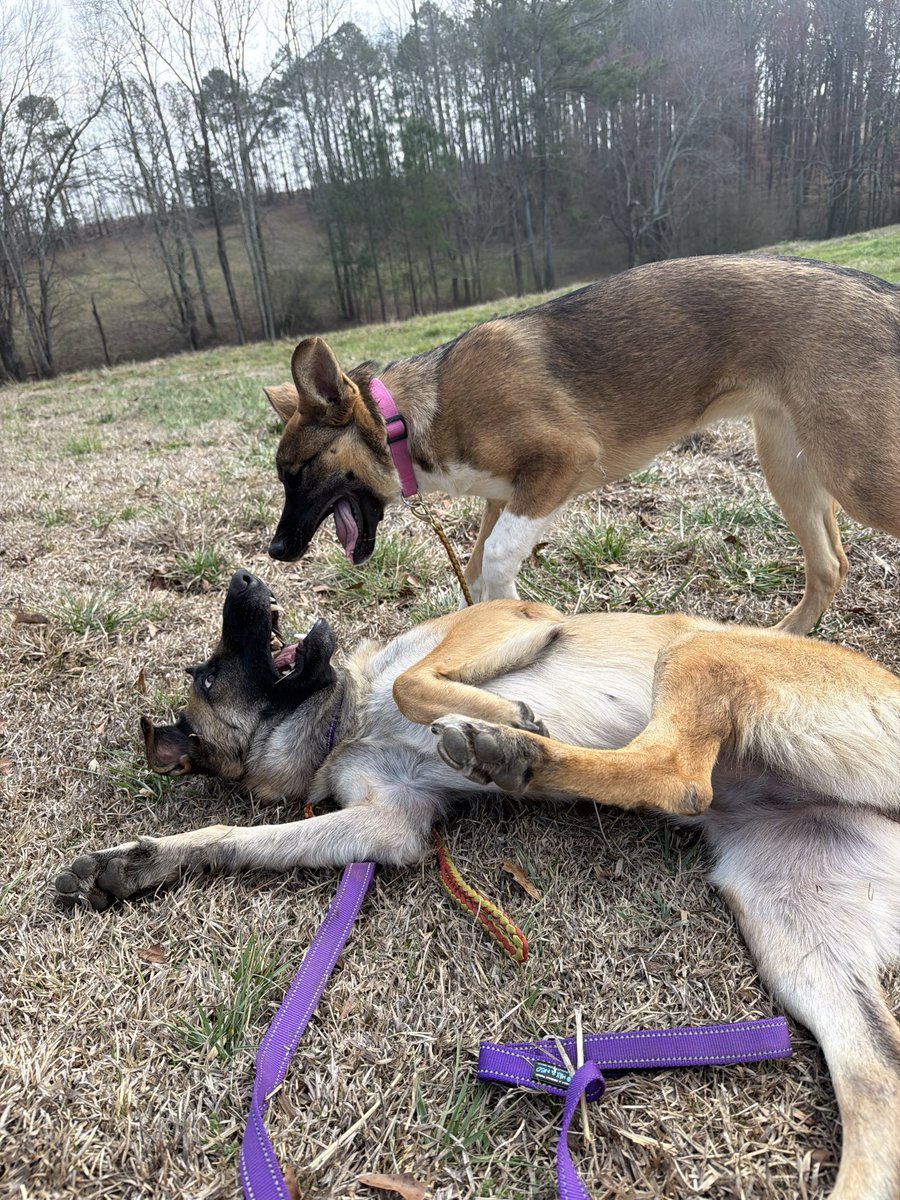 Labigator Mom tweet media