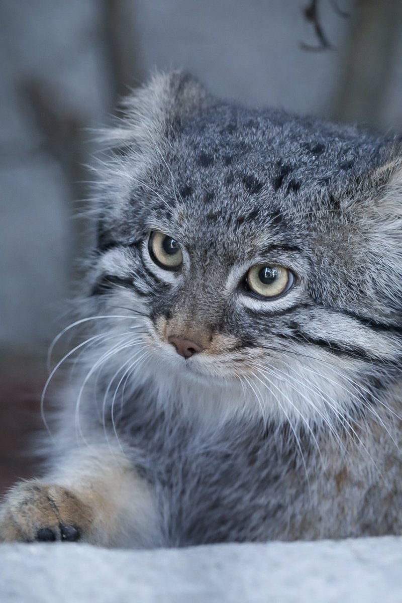 𝒀𝒐𝒔𝒉𝒊 tweet media