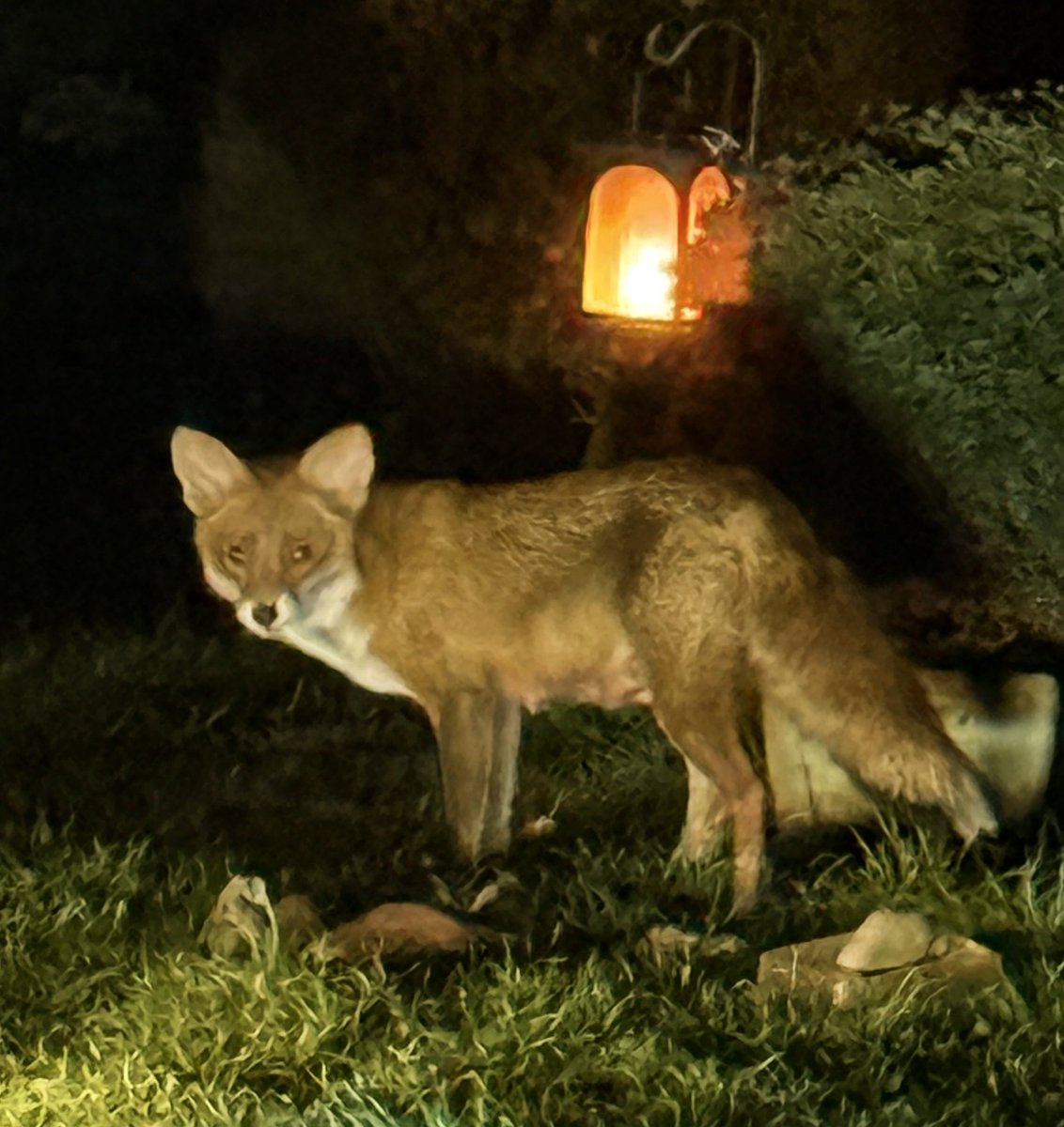 stoathedgebadger tweet media