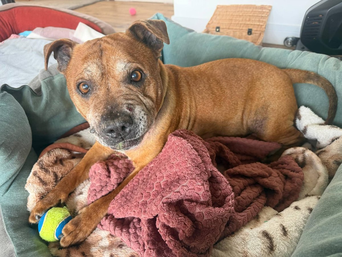 Senior Staffy Club Dog Rescue tweet media