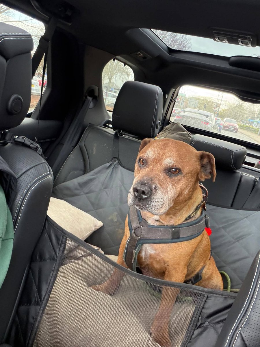 Senior Staffy Club Dog Rescue tweet media