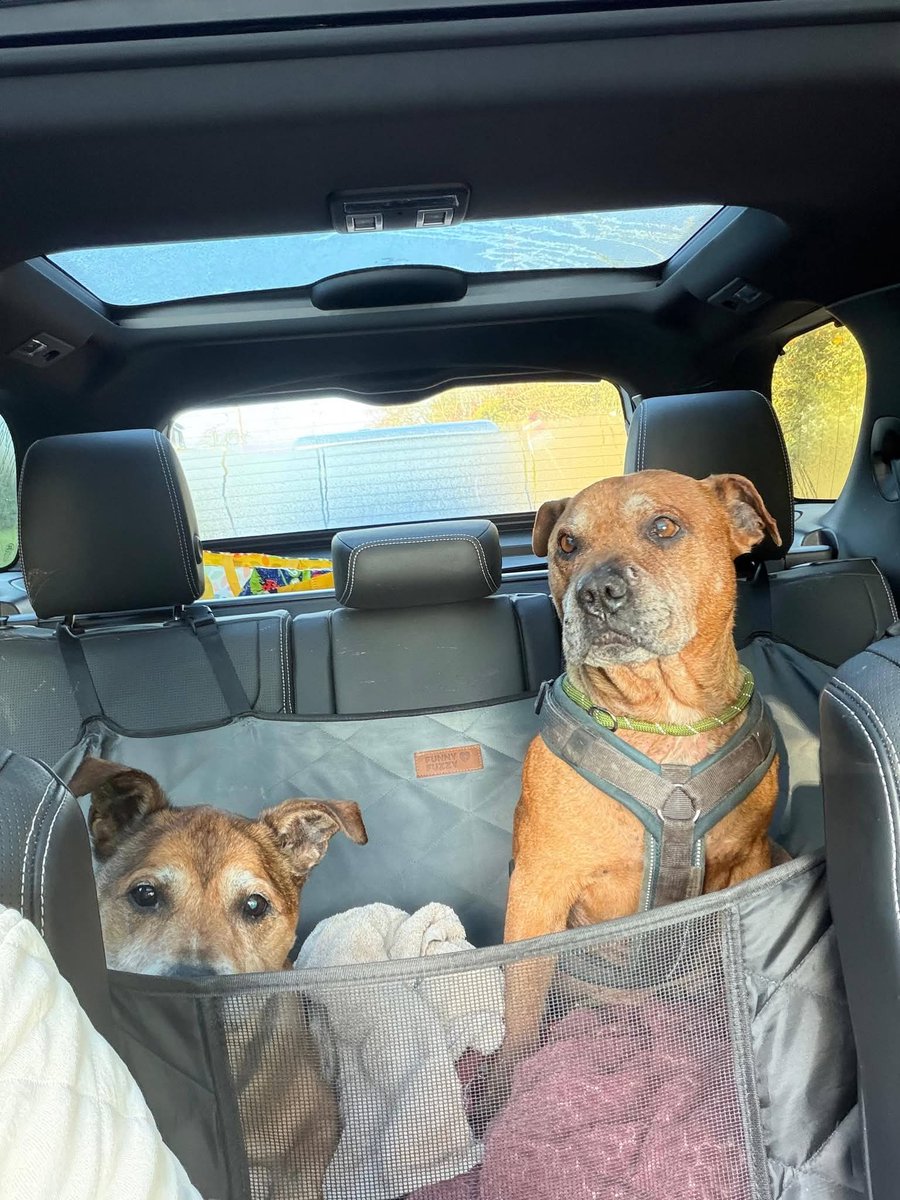 Senior Staffy Club Dog Rescue tweet media