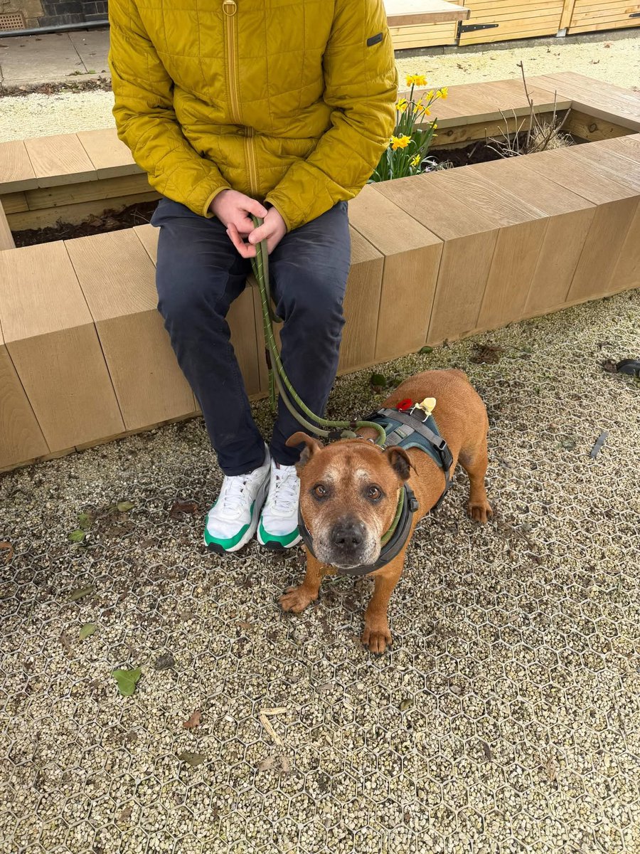 Senior Staffy Club Dog Rescue tweet media