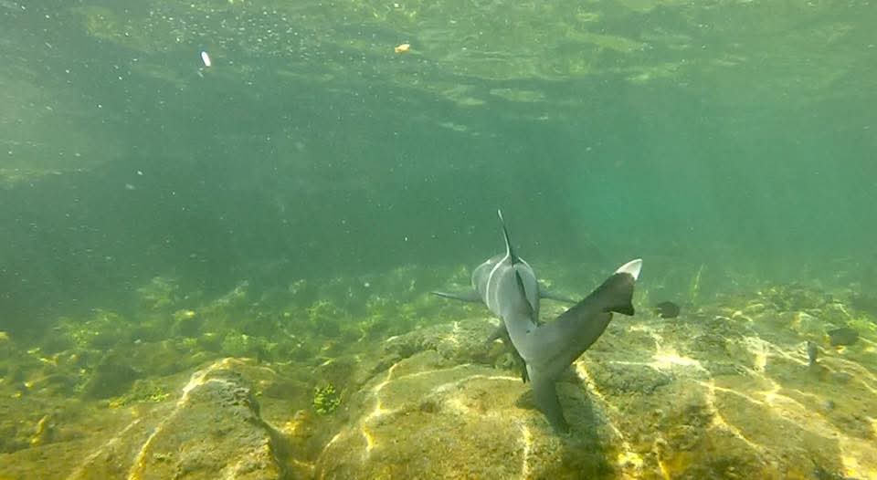 Cristina Cely C. 🌳🦈🌊 tweet media