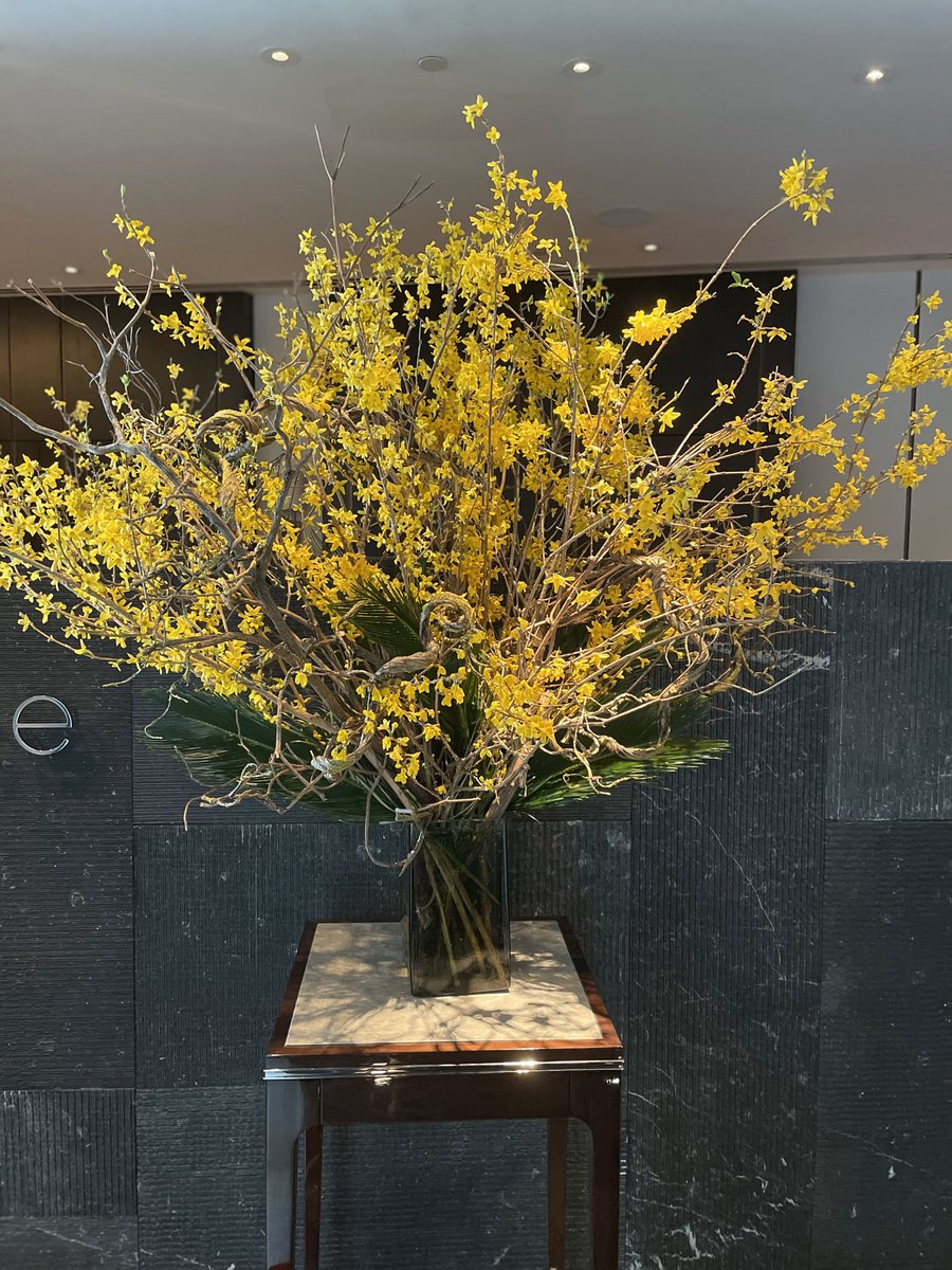 FloralStudioNYC's tweet photo. Spectacular Forsythia arrangement at a restaurant in midtown Manhattan
#restaurants #manhattan #corporate #dinner #publicrelations #wallstreet #best #love #politics https://t.co/pbTM5m0IiG