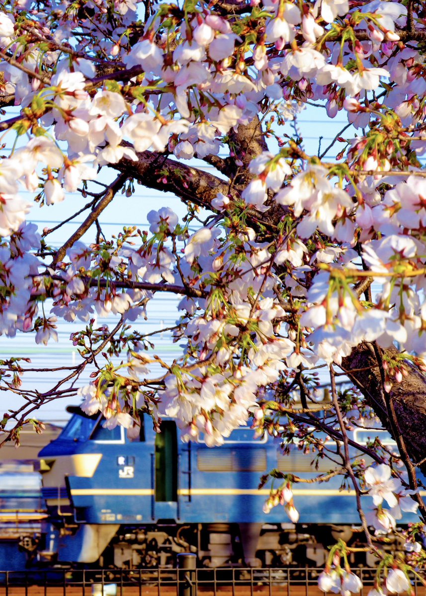 patisserie-kiyo-522 tweet media