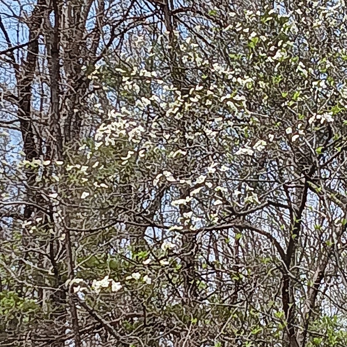 wheretheredferngrows tweet media