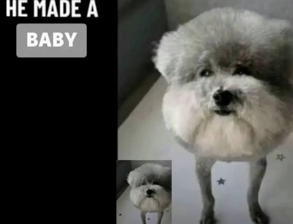 braelyn (dni proship & nsfw) tweet media