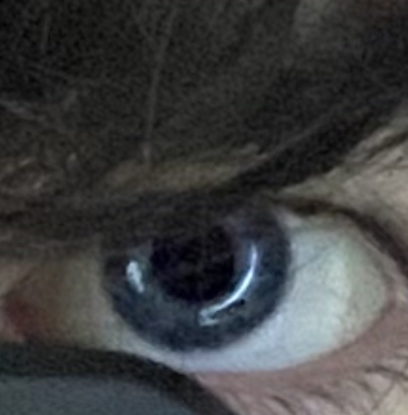 DerEwigeKraut tweet media