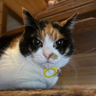 富菜牧場 tweet media