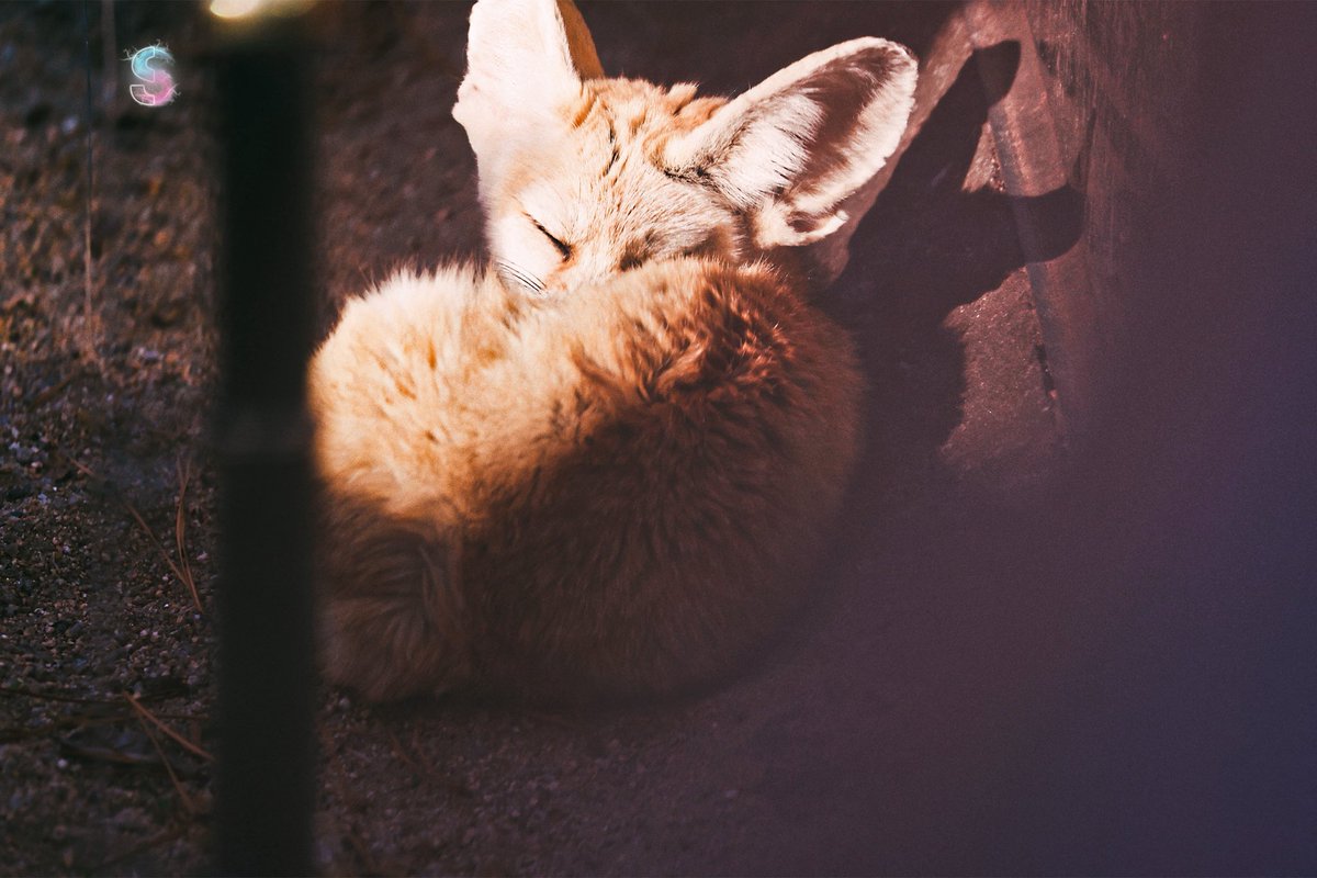 260401
귀염둥이 예쁜이
◠‿◠

#JOSHUA #조슈아 
#SEVENTEEN #세븐틴

#AprilFoolsDay