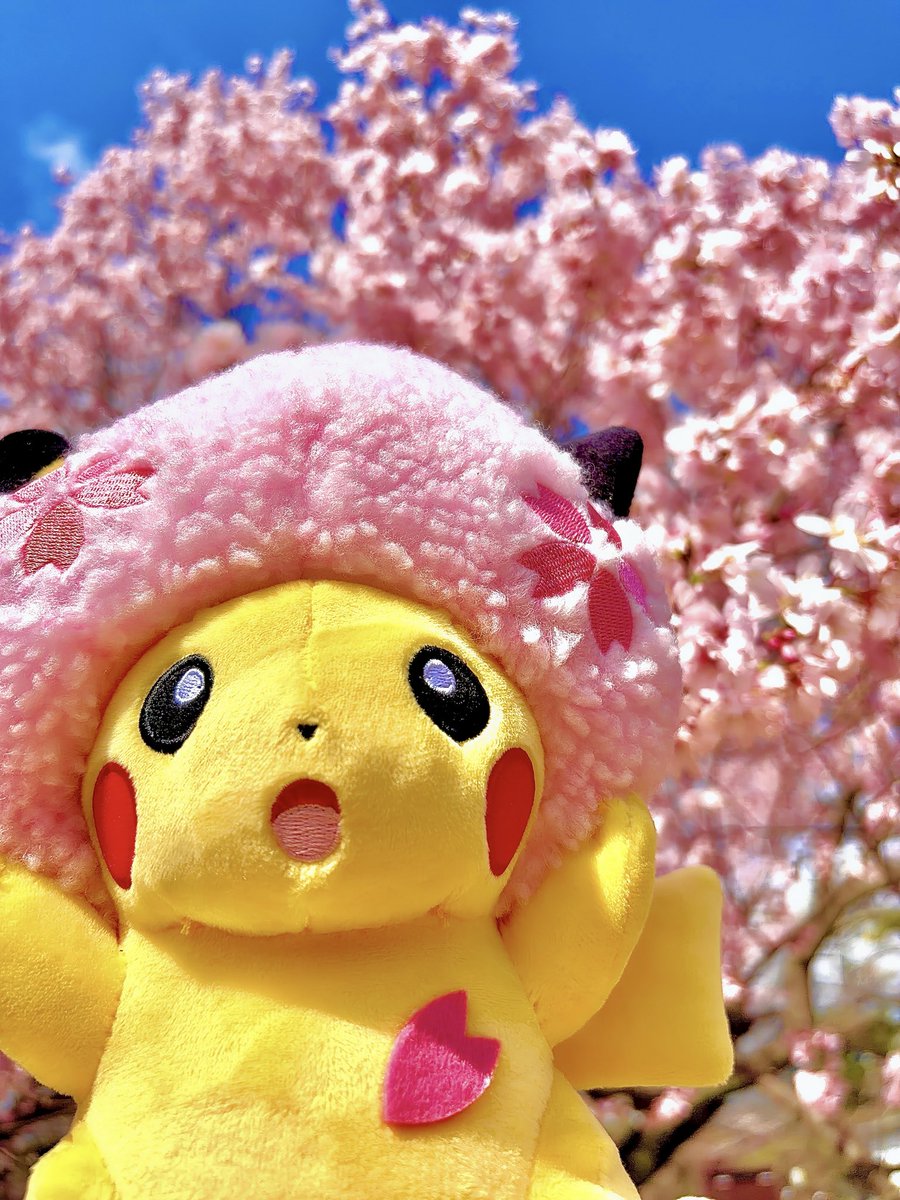 ぴっぴ tweet media