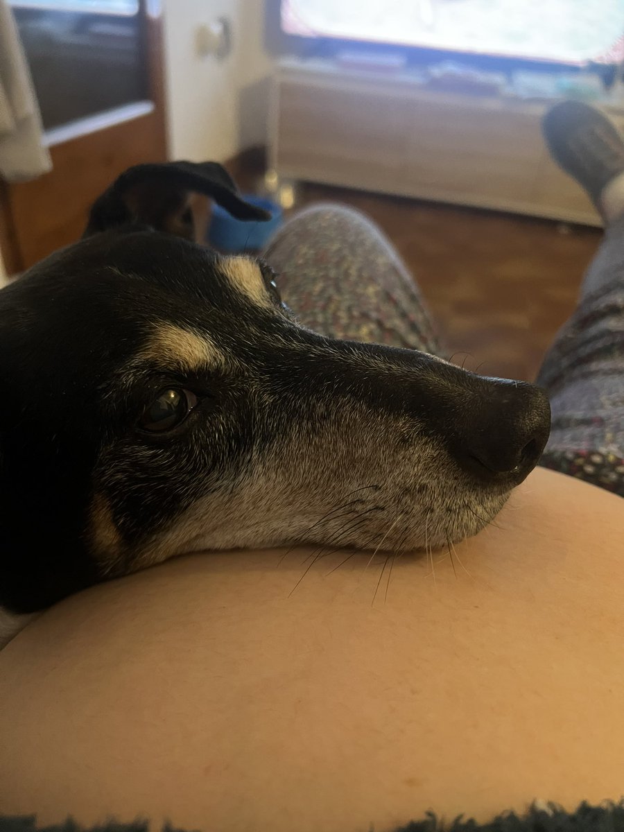 Uno de mis perros hoy apoyando su cabeza en mi barriga…Me muero❤️❤️❤️Justo mi pistacho se estaba moviendo por ahí…Este perro es el más despegado d los dos y desde que estoy 🤰🏻 está conmigo que no me deja…❤️❤️❤️ Que bonito,que ganas que se conozcan mis 3 bebés #infertilpreñis