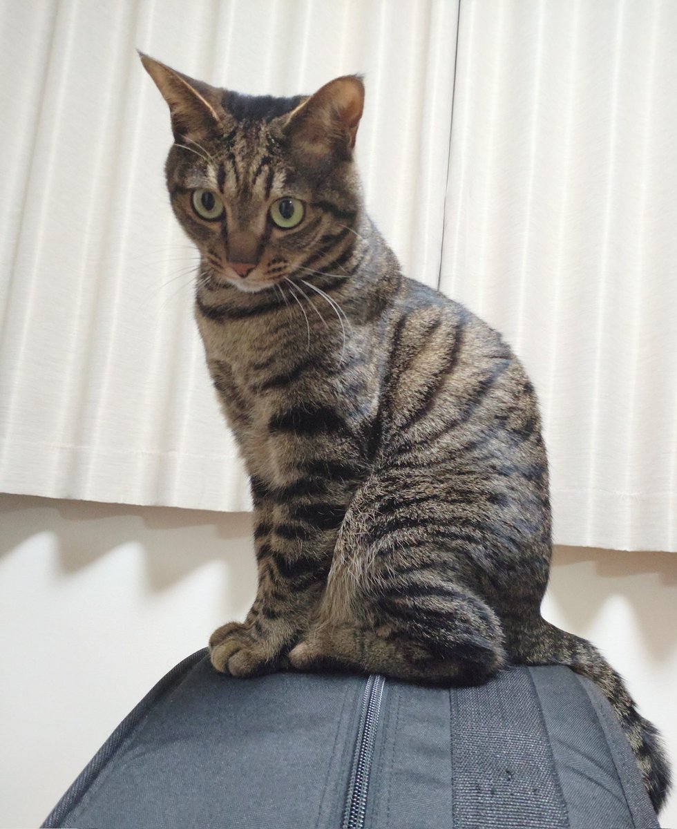 カピたか tweet media