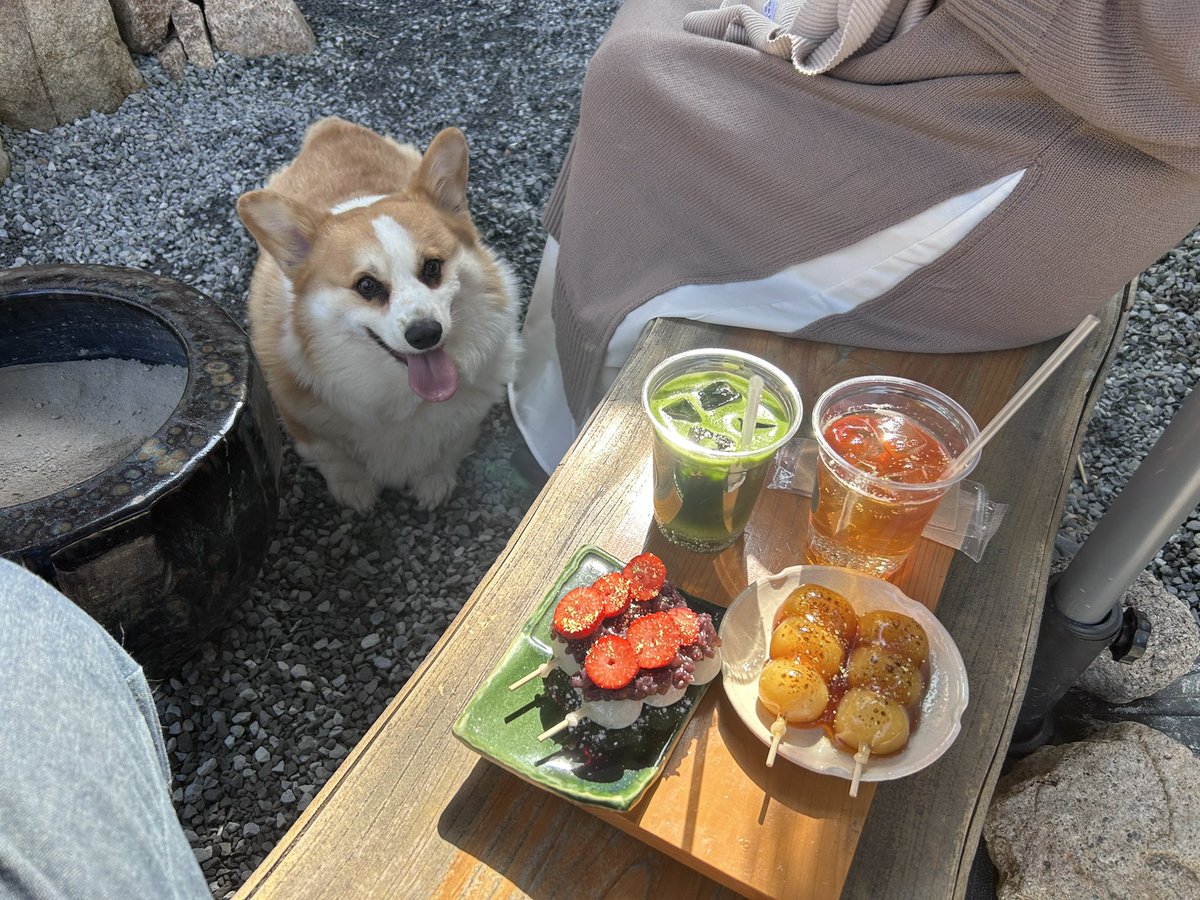 genthecorgi's tweet photo. これから一年どれだけ楽しいことあって
笑顔に会えるのかな？わくわくするね❤️

4月1日限定活動
#コーギー　#gen  #corgi 
#エイプリルフール https://t.co/CIiEkS38yV