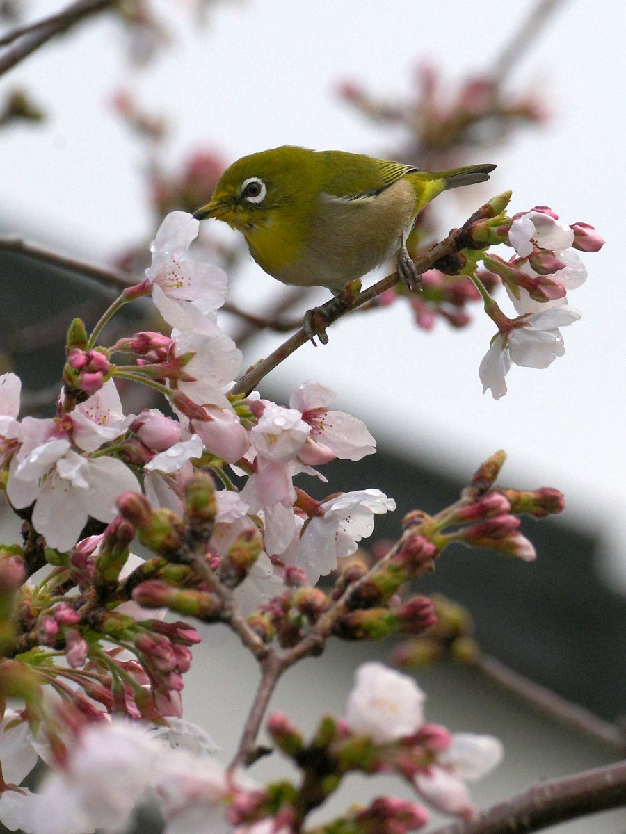 鳴神響一 tweet media