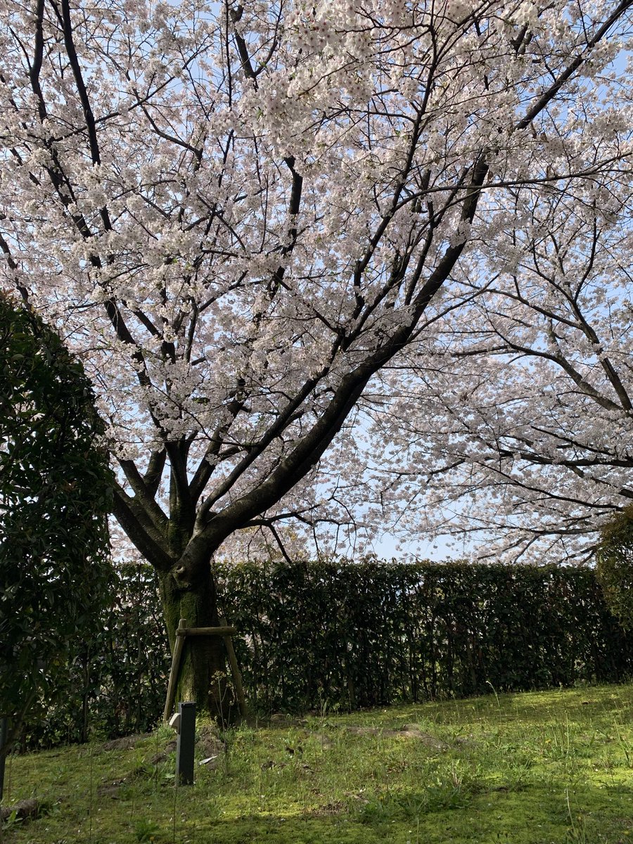 パフェ♬*° tweet media