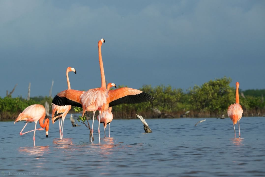 🌴 Flamingo vibes in Cozumel! 🌺 Can't resist showing off these beauties. 😍 What's your take on our feathered friends? 

#CozumelVacation #CozumelDiving #VisitCozumel #CozumelRental #CozumelAirbnb