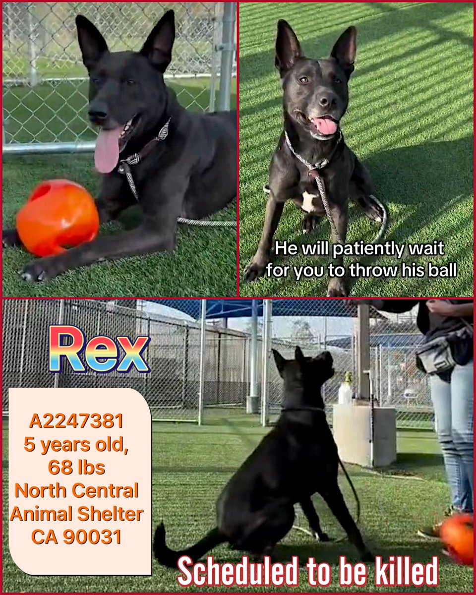 Malimum 🇩🇪 tweet media