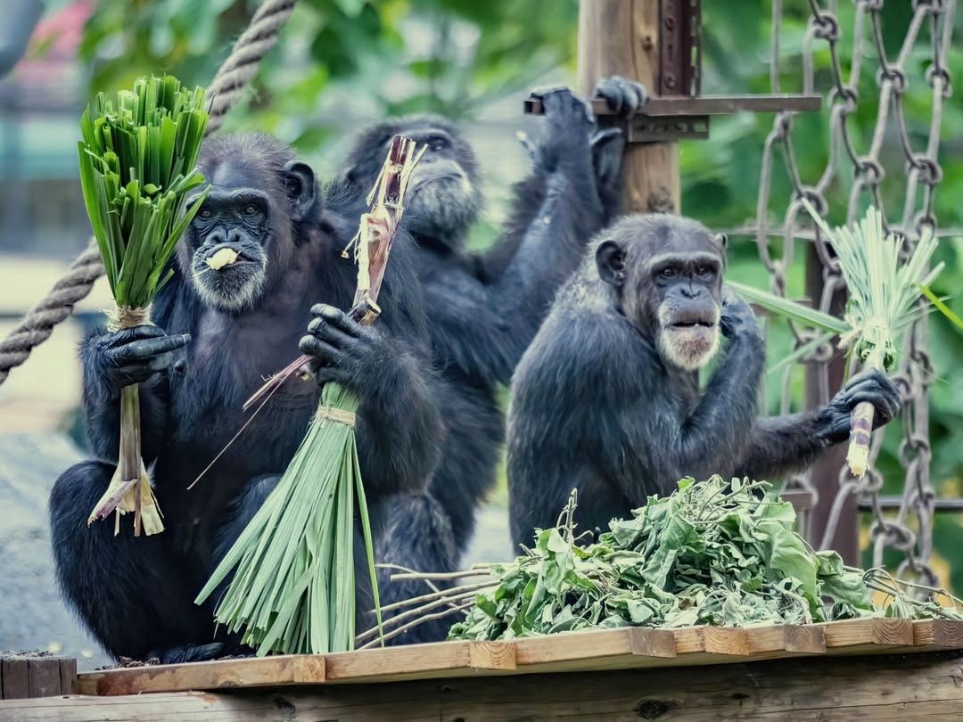 Antonio Galvez tweet media