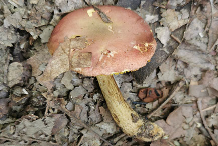 Phytotaxa's tweet photo. Aureoboletus zunyiensis, a #newspecies of Aureoboletus (#Boletaceae, #Basidiomycota) from Guizhou Province, #China
#taxonomy 
https://t.co/EIEBgXXcdW https://t.co/z5pGul9zXL