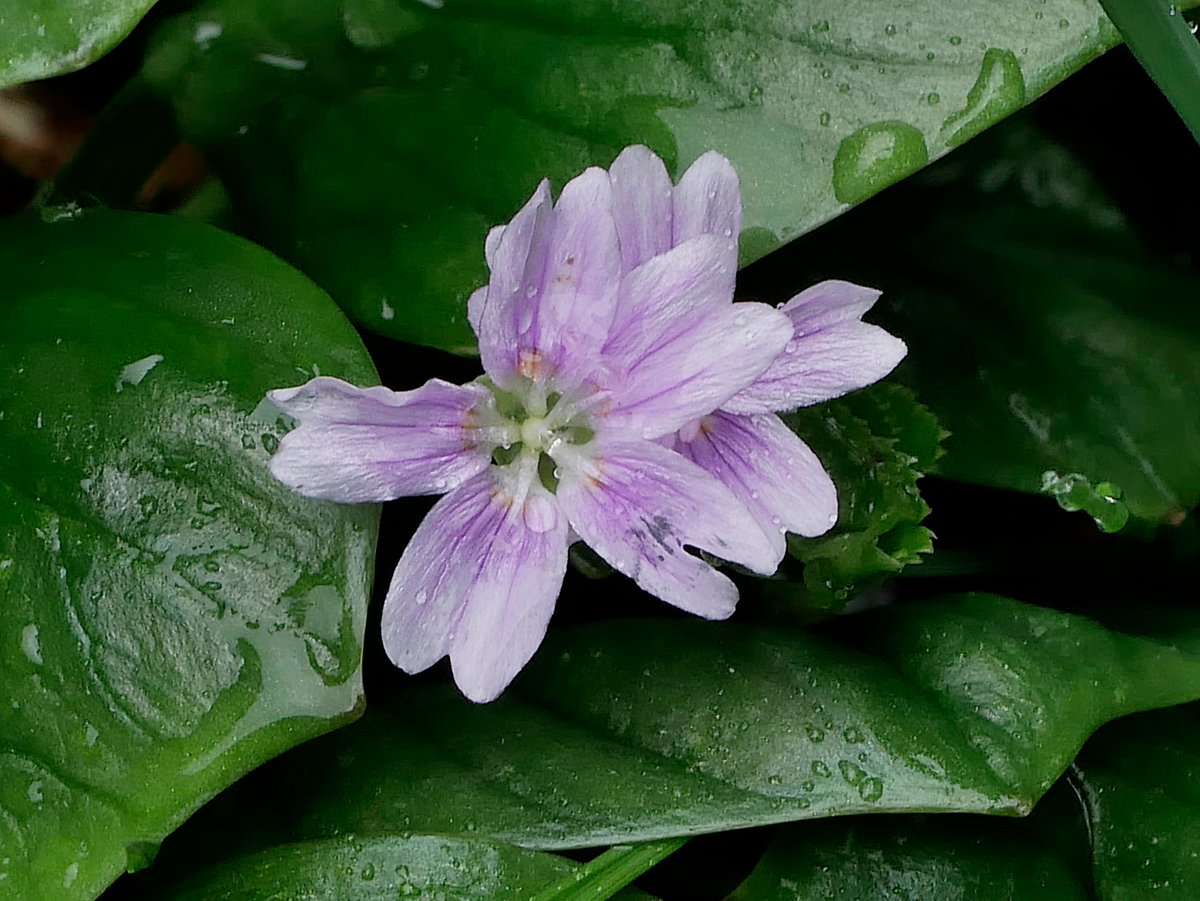 Sylvatica tweet media