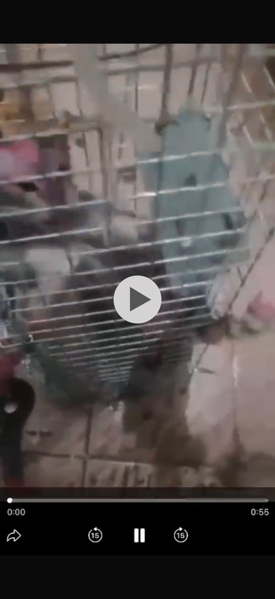 Maram Gabour tweet media