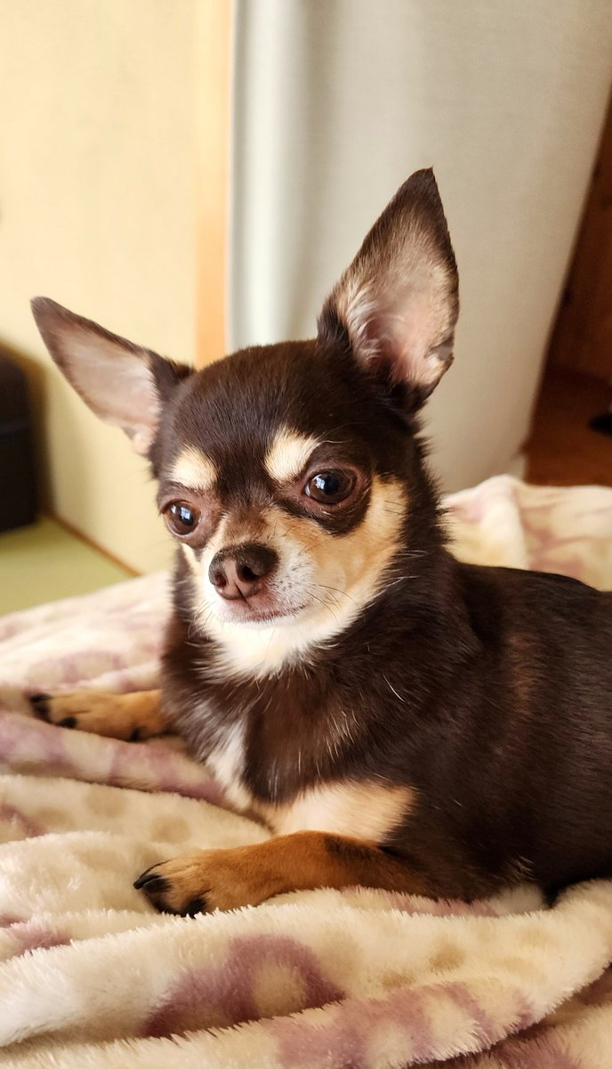 🐼と🐶とパパ tweet media