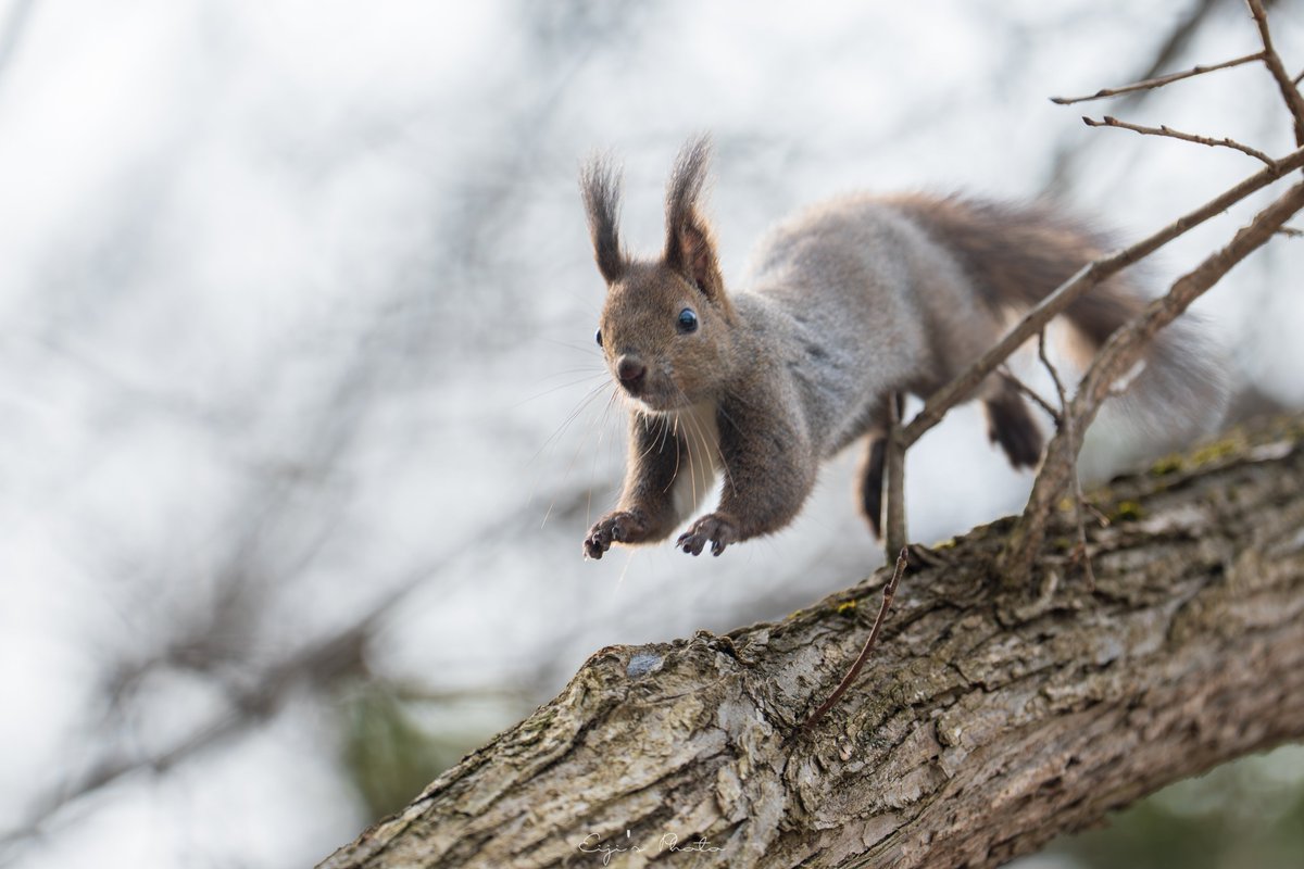 ◽ℇiji's◽ tweet media