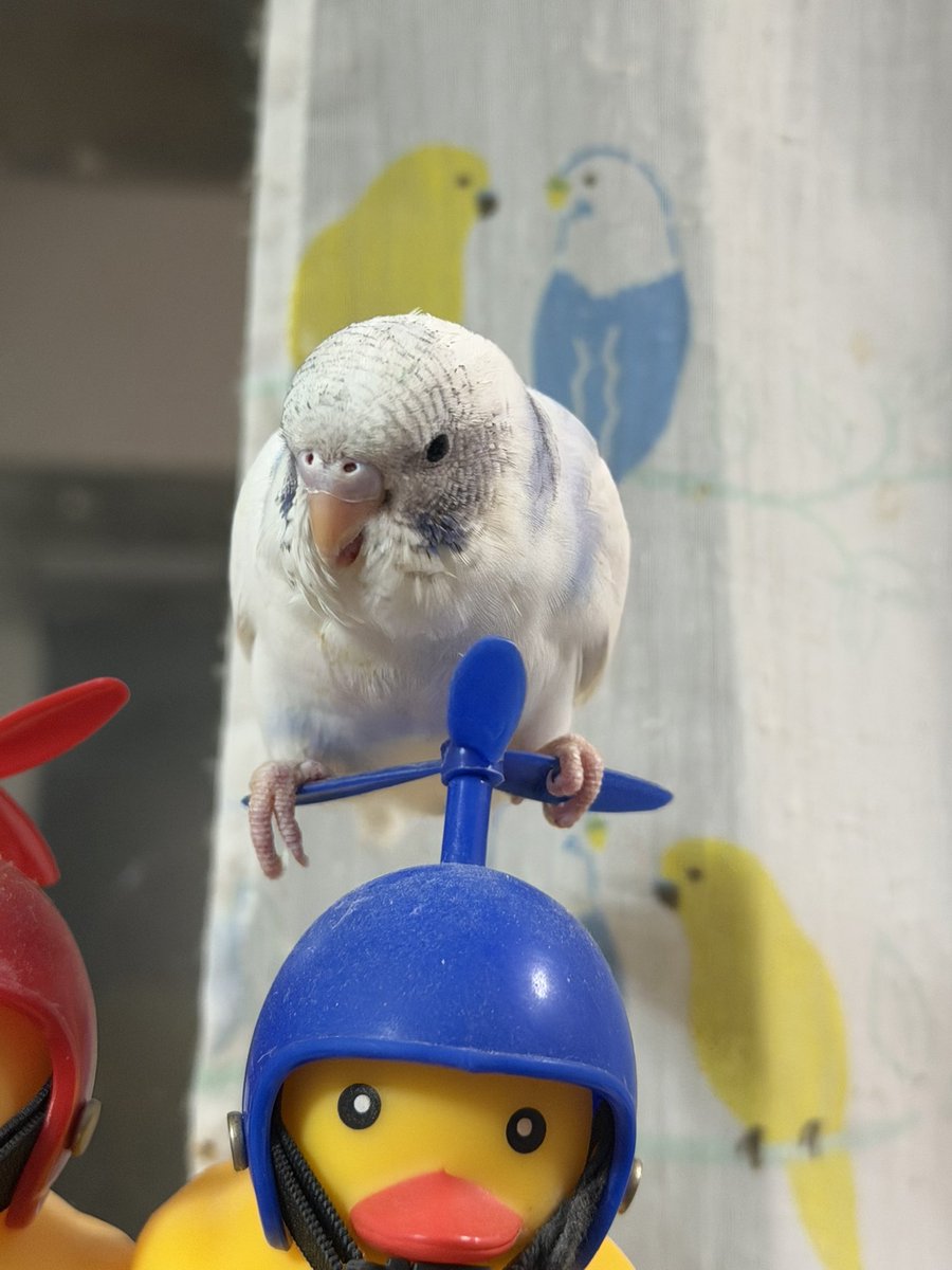 すえなな tweet media