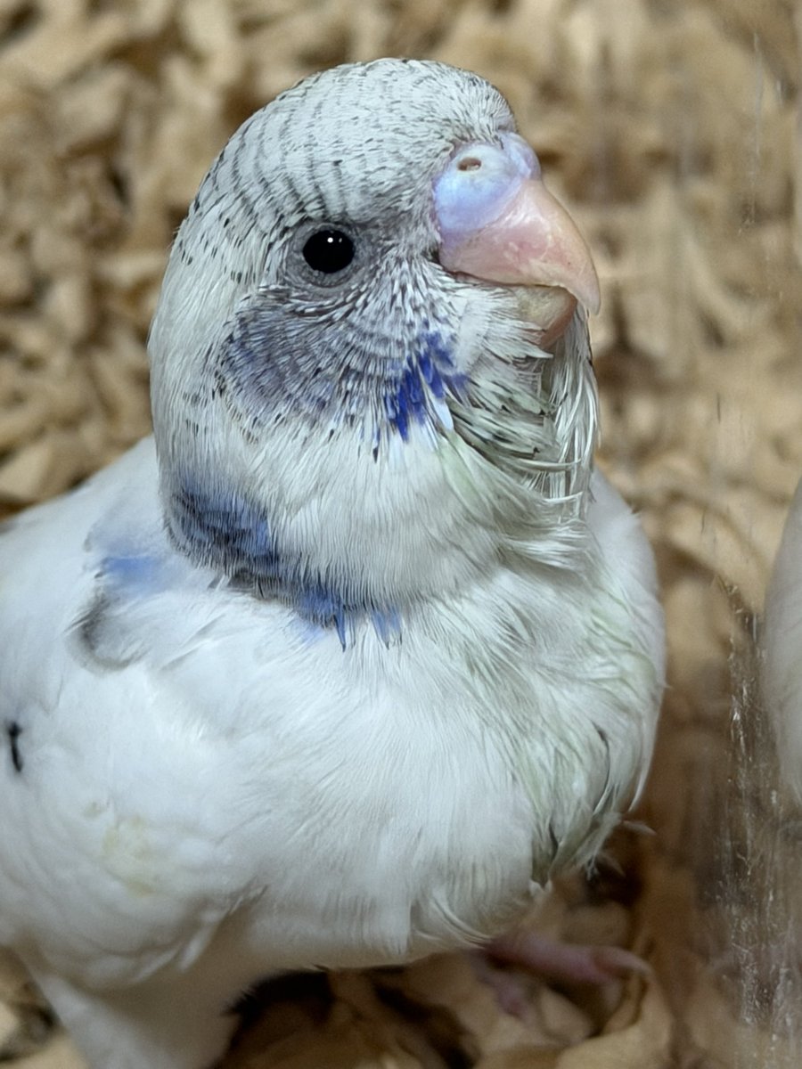 すえなな tweet media