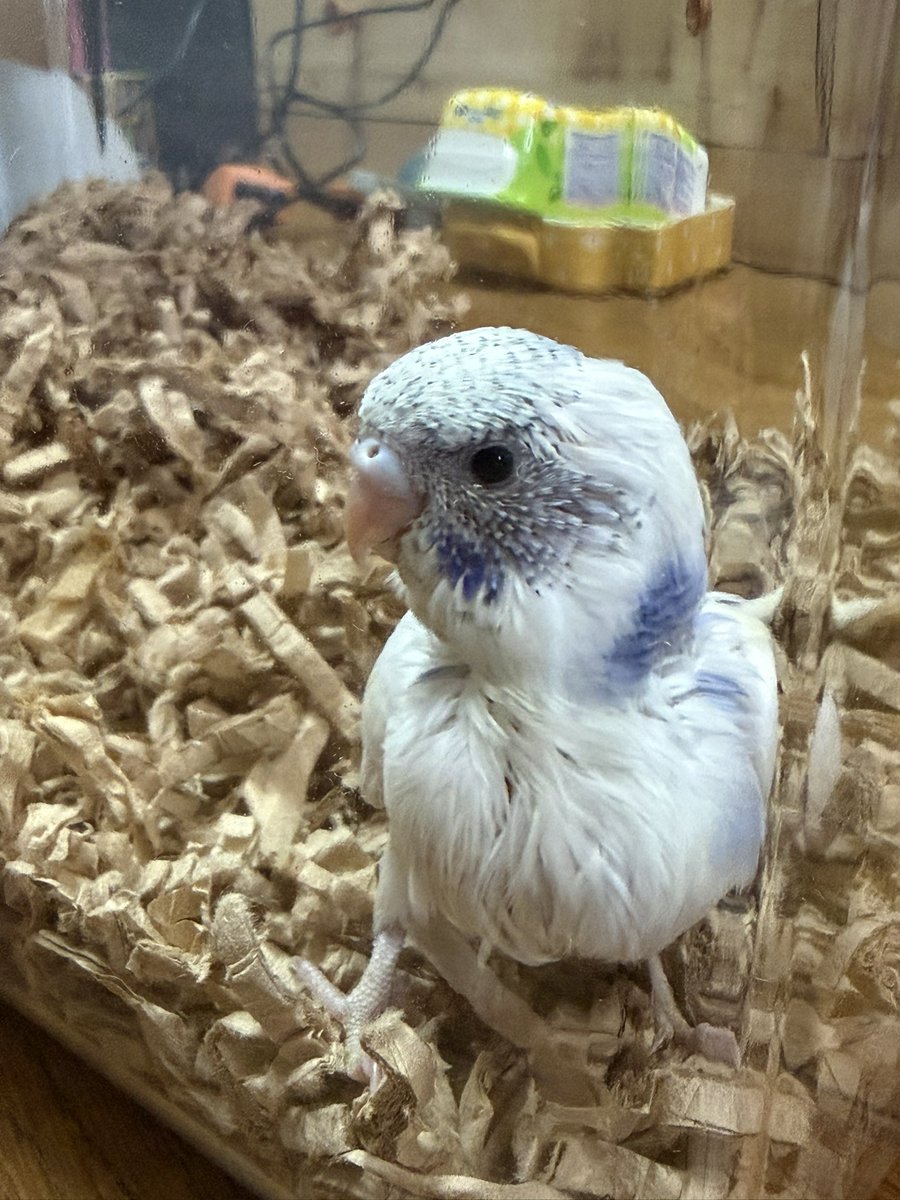 すえなな tweet media