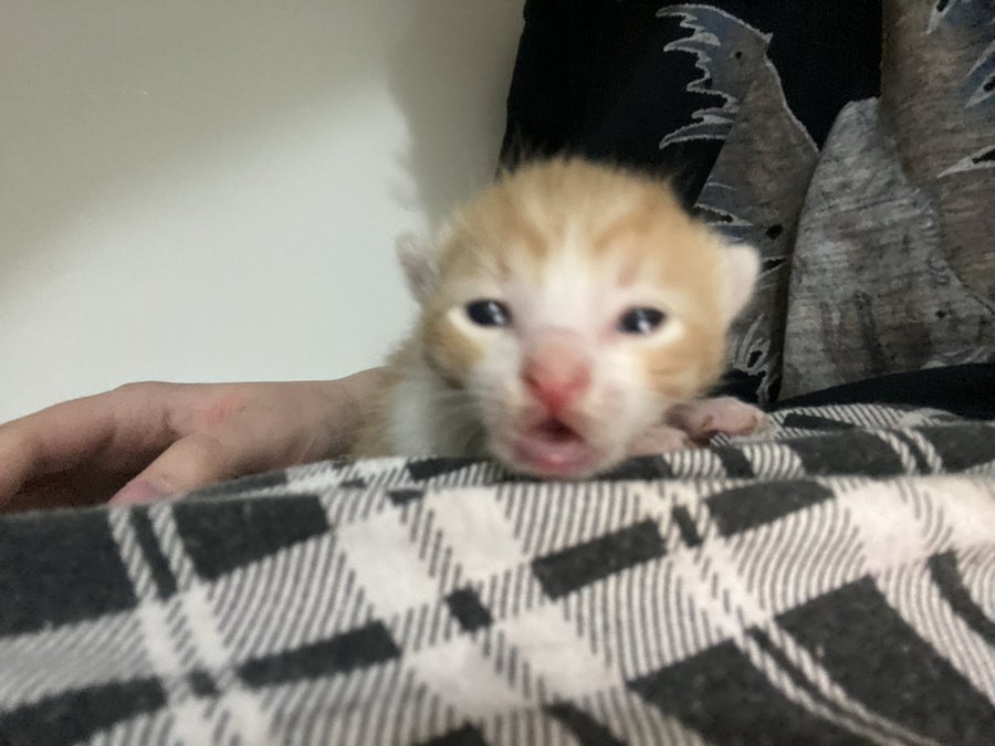 espurr✨🏳️‍⚧️ tweet media