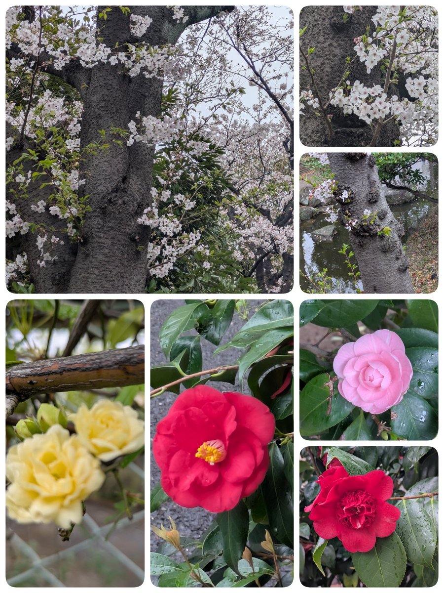 向日葵(ひまわり) tweet media