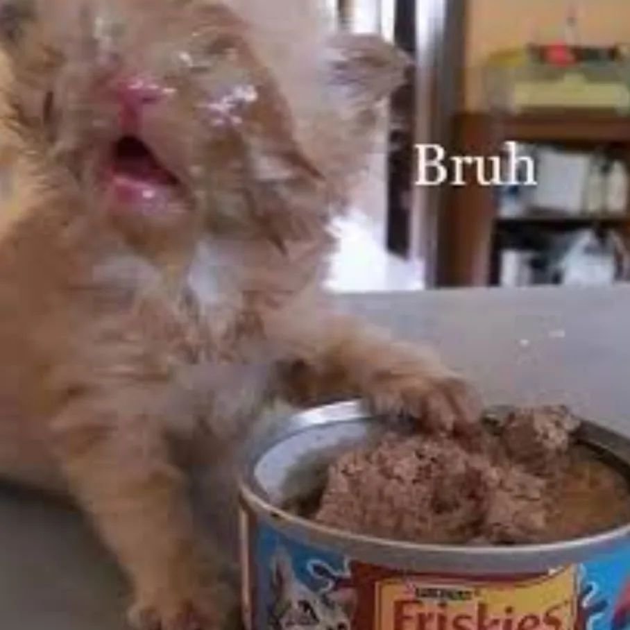 Punch Cat tweet media