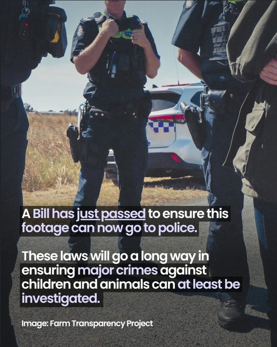 animaljusticeAU's tweet photo. #NSWPol #AusPol #Animals #Pigs #AnimalRights #AusPol2026 #AusPol26 #AnimalAg #AgGag #AnimalProtection https://t.co/WU3LRSdHYa