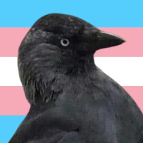 Corvids Daily tweet media