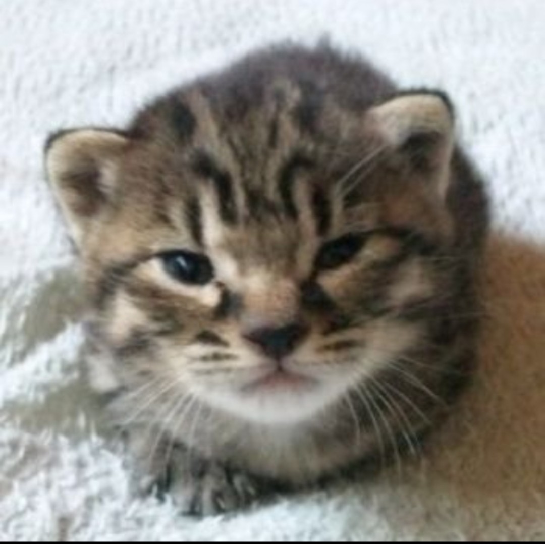 はるなっちょ😺 tweet media