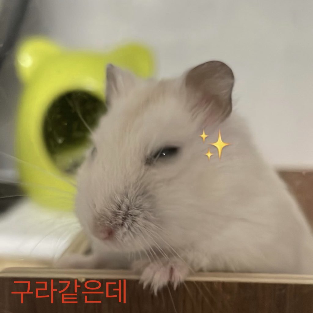 보보는우다다햄 tweet media