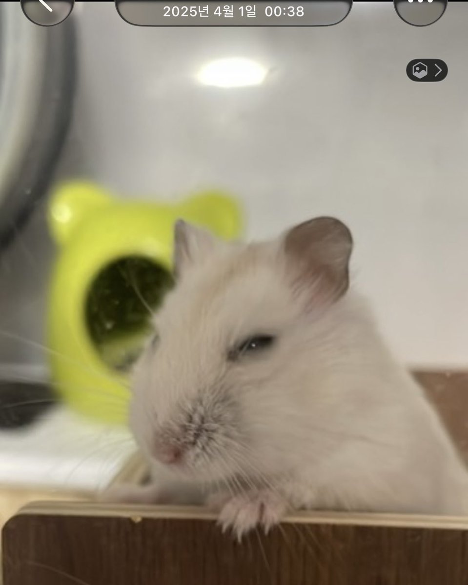 보보는우다다햄 tweet media